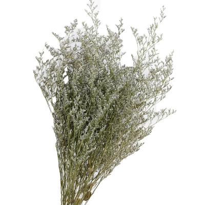 Dried Flowers-Dried Limonium 