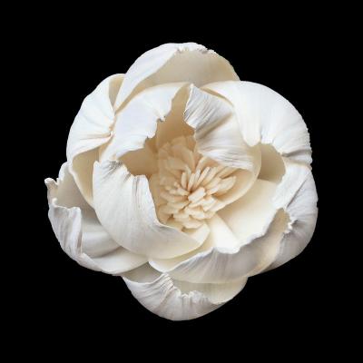 S019B04N  4.5CM DIY Rose Sola Flower Dried Flower 
